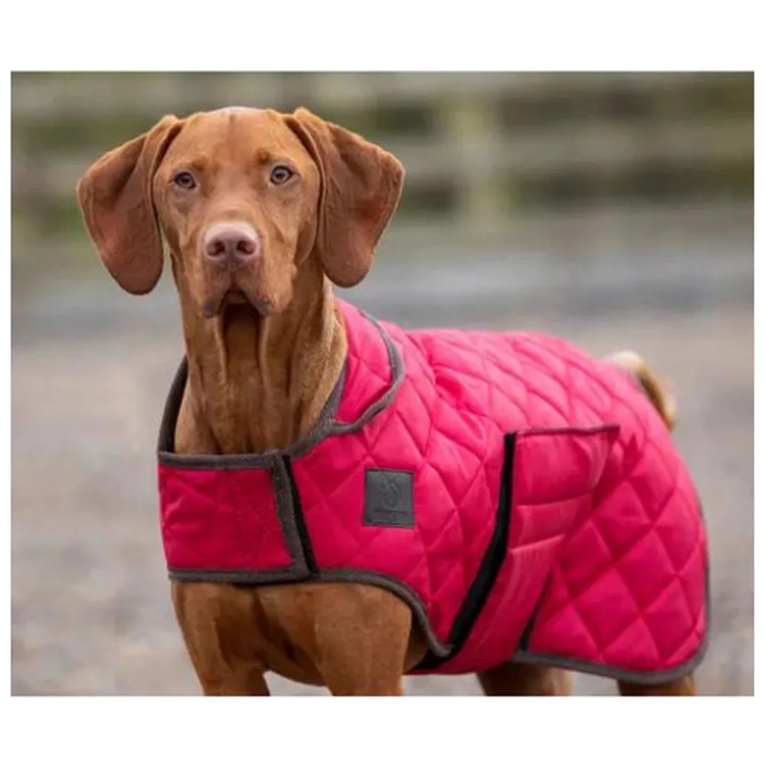 Digby & Fox Quilted Dog Rug Red | Ingatestone Saddlery